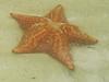 [Thumbnail: Starfish at Bocas del Toro]