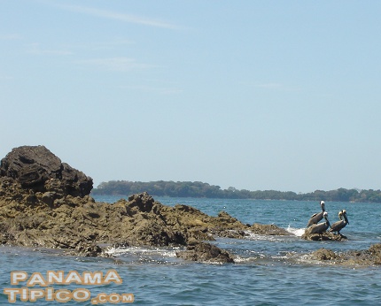 [Unos pelícanos toman el sol en una de las rocas costeras que quedan al descubierto al bajar la marea.]