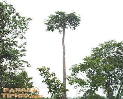 [Un elemento común en la vegetación darienita es el árbol de cuipo.]