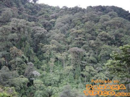 [El Parque Nacional Volcán Barú cuenta con una exhuberante vegetación.]