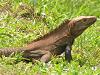[Thumbnail: Iguana at Coiba National Park]