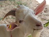 [Thumbnail: Goat at an agricultural fair in Panama.]