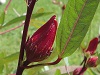 [Portada: La flor de saril o hibiscus se utiliza para hacer una bebida en Panamá.]
