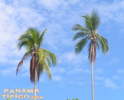 [Al acercarse a Coiba, se pueden observar desde lejos muchas palmeras, símbolos imprescindibles de la vegetación isleña.]