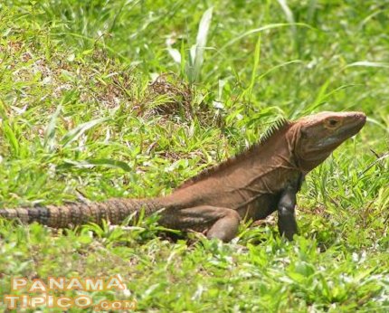 [Variedad de iguana común en la isla.]